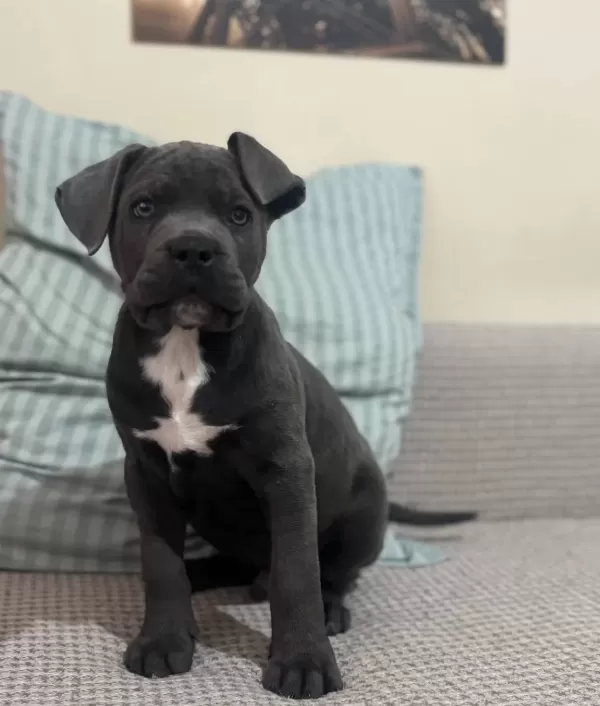 Irkinin En İyi̇si̇ Frank Cane Corso Yeni̇ Yuvasini Bekli̇yor