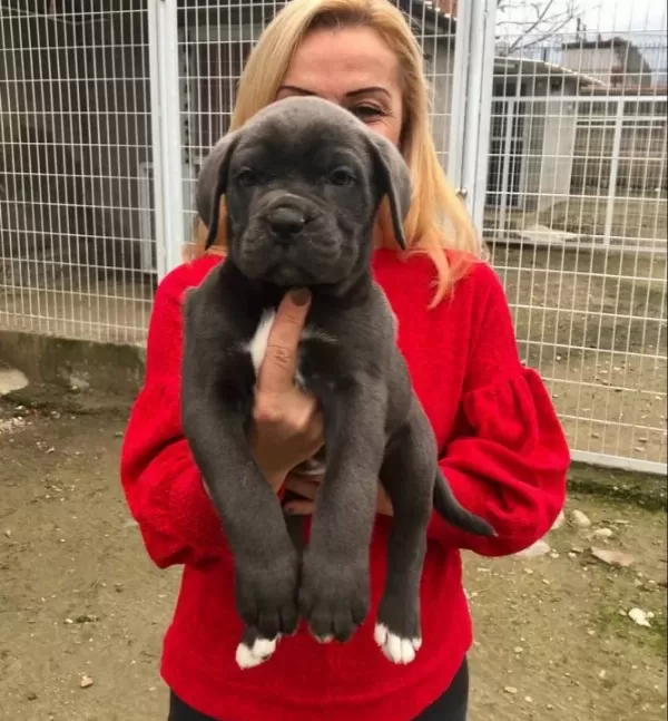 Mükemmel Kalitede Muhteşem Cane Corso Yavrularımız