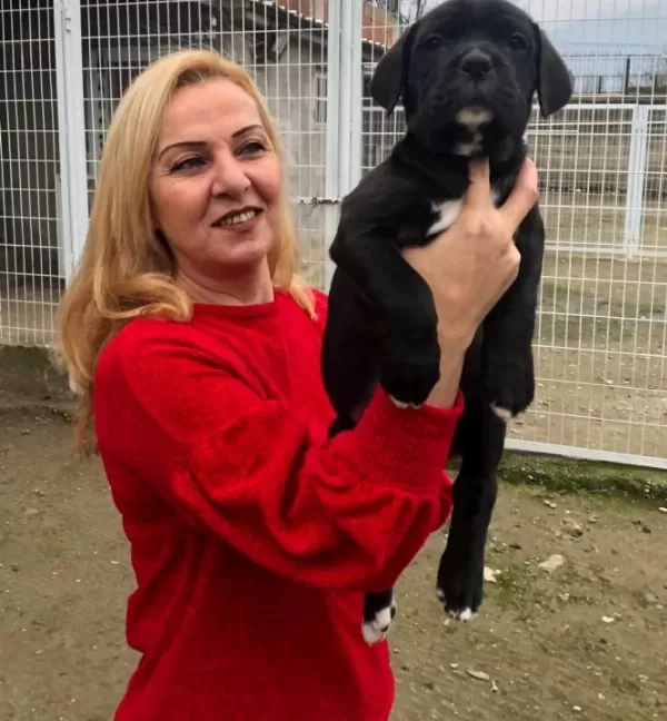 Mükemmel Kalitede Muhteşem Cane Corso Yavrularımız