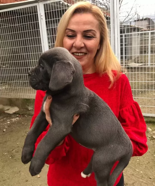 Mükemmel Kalitede Muhteşem Cane Corso Yavrularımız
