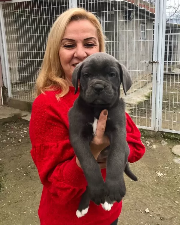 Mükemmel Kalitede Muhteşem Cane Corso Yavrularımız