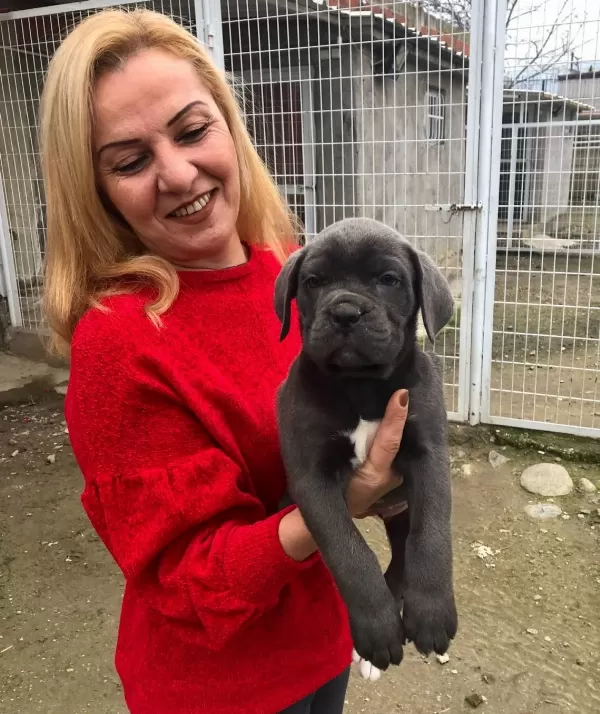 Mükemmel Kalitede Muhteşem Cane Corso Yavrularımız