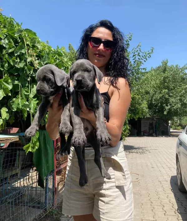Cane Corso Blue Ve Siyah Yavrularım Sağlık Ve Irk Garantilid
