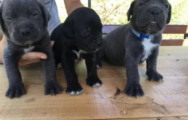 Cane Corso Blue Ve Siyah Yavrularım Sağlık Ve Irk Garantilid