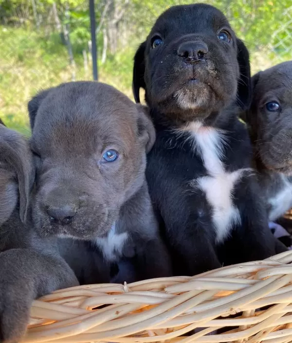 Cane Corso Blue Ve Siyah Yavrularım Sağlık Ve Irk Garantilid