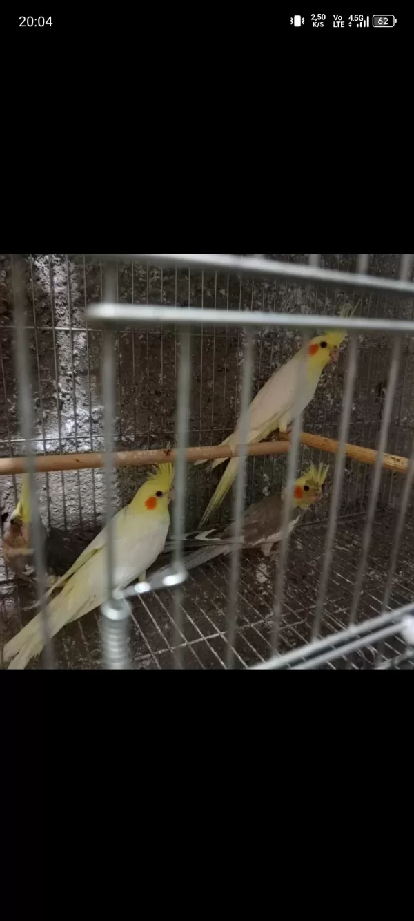 Sarı Bebek Sultan Papağanı Yavrular