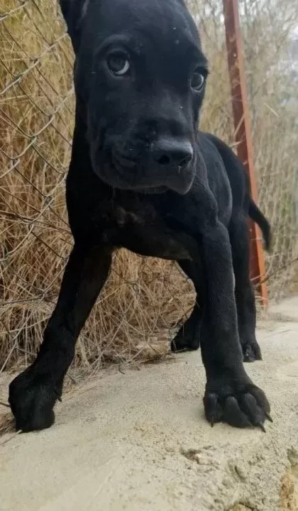 Saf Kan Dev Cane Corso Yavrusu