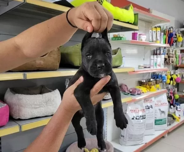 Safkan Irk Garantili Cane Corsa Yavrular