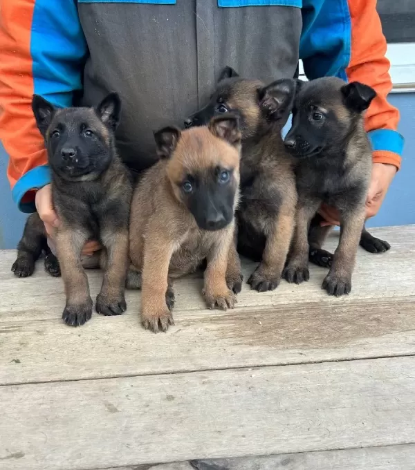 Malinois Yavrularım
