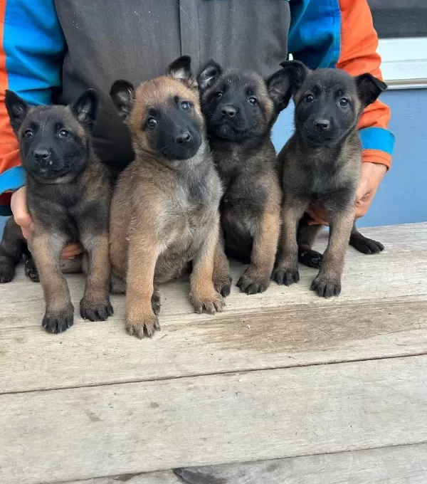 Malinois Yavrularım