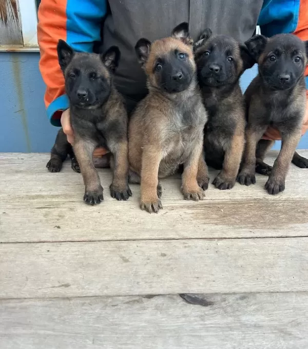 Malinois Yavrularım