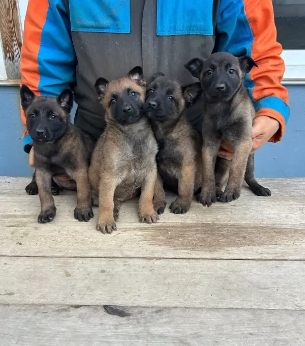 Malinois Yavrularım