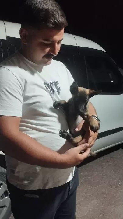 Deni Zli Mali Noi S