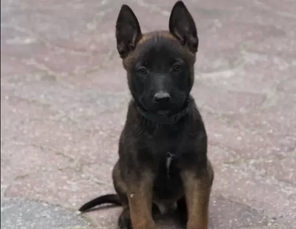Deni Zli Mali Noi S