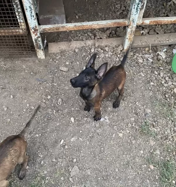 A Kalite Belçika Kurtları