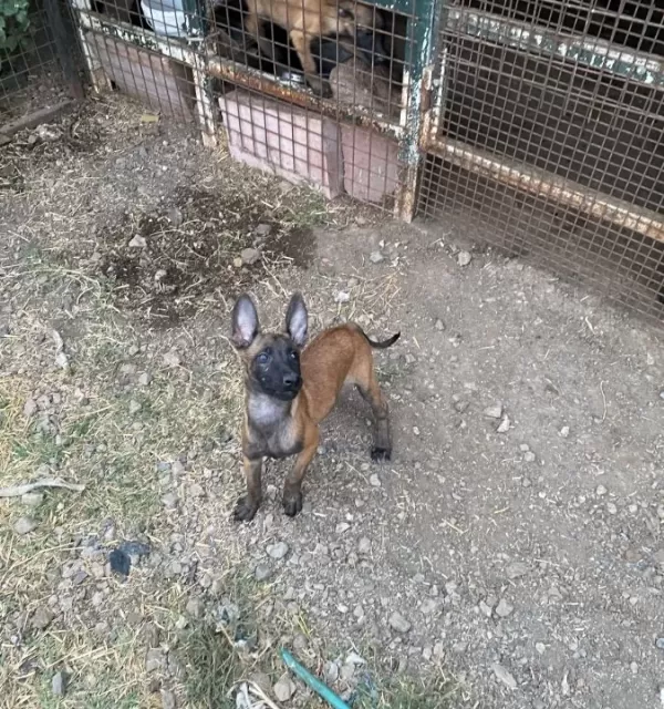 A Kalite Belçika Kurtları
