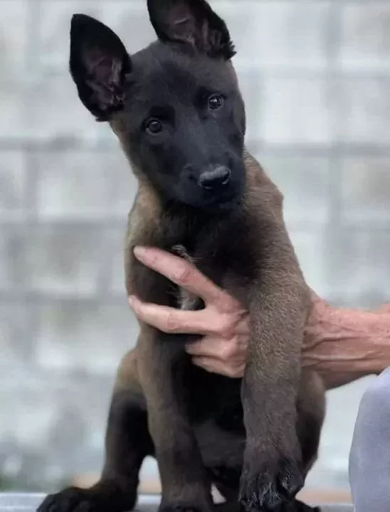 Beçi Ka Kurdu Mali Noi S Yavrularim