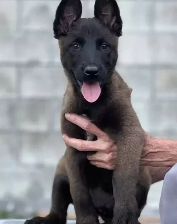 Beçi Ka Kurdu Mali Noi S Yavrularim