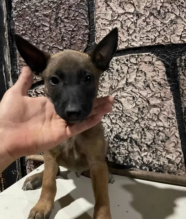A Kalite Belgian Malinois Bebeklerimiz