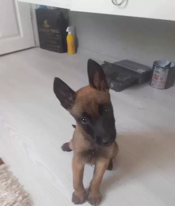 A Kalite Belgian Malinois Bebeklerimiz