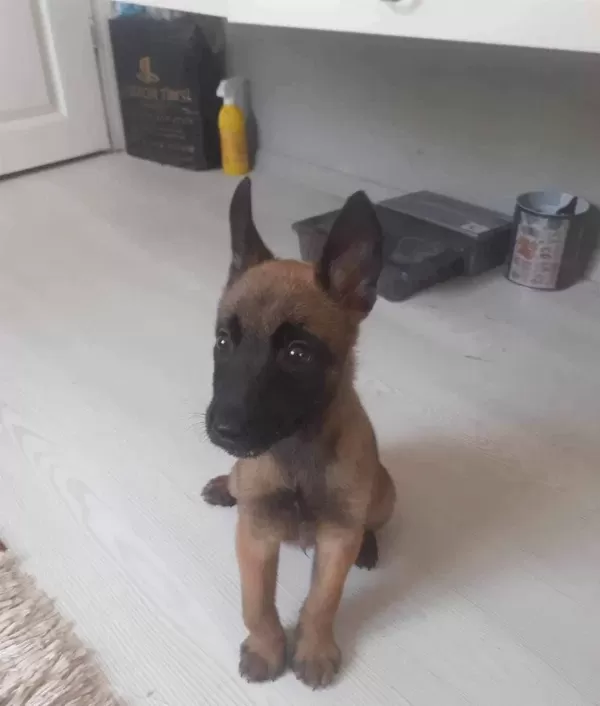A Kalite Belgian Malinois Bebeklerimiz