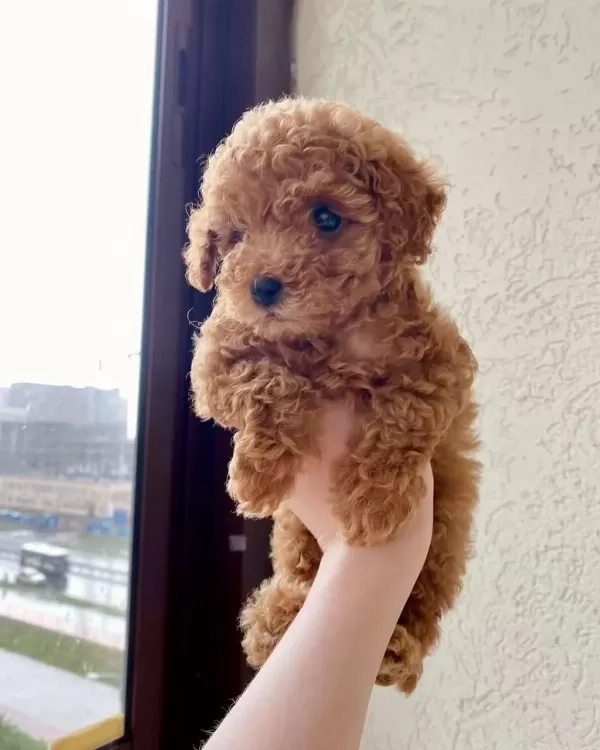 Toy Poodle Bebeklerimiz
