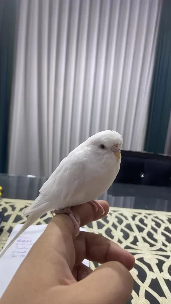 Konuşan Ele Kola Gelen Muhabbet Kuşu