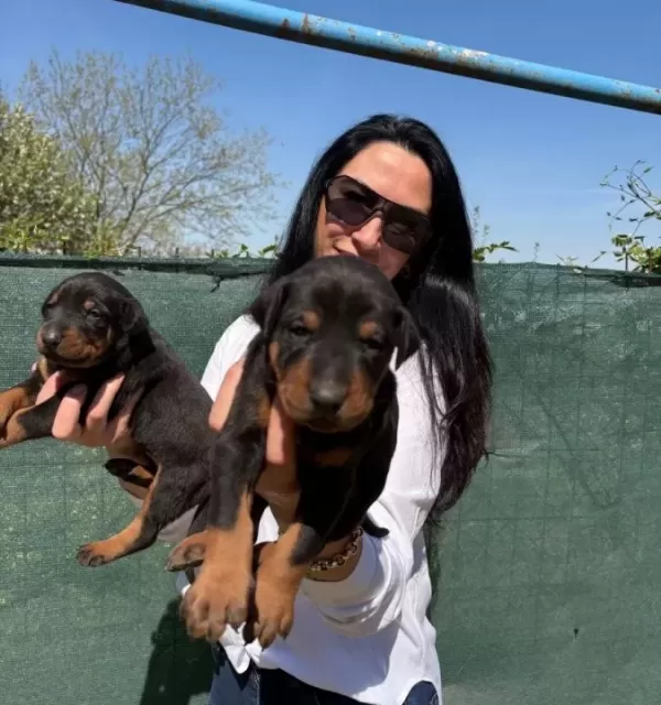 Doberman Yavrularım Sağlık Ve Irk Garantilidir