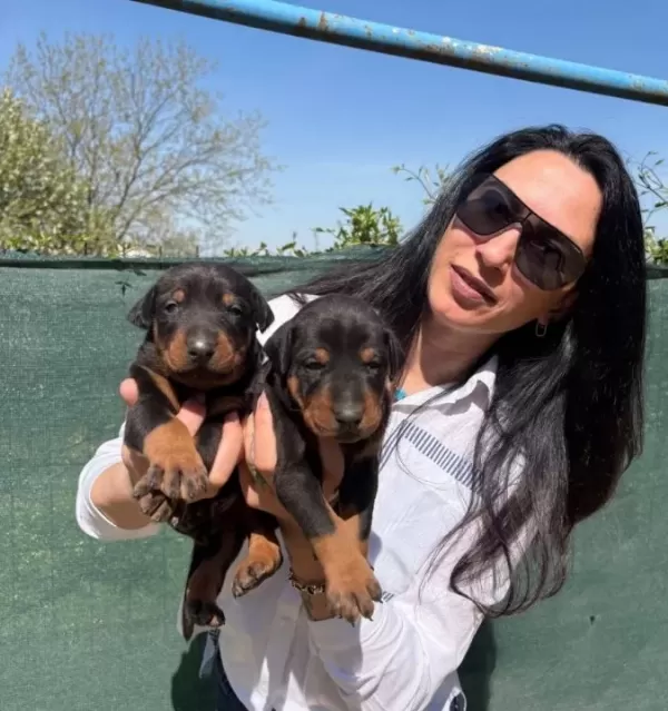 Doberman Yavrularım Sağlık Ve Irk Garantilidir