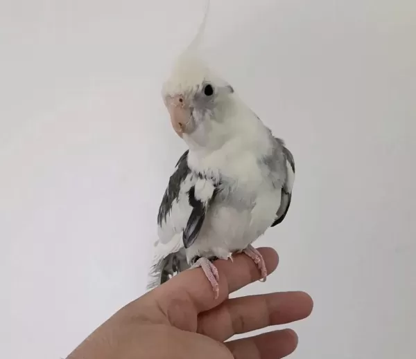 Konuşan White Face Sultan Papağanı Erkek