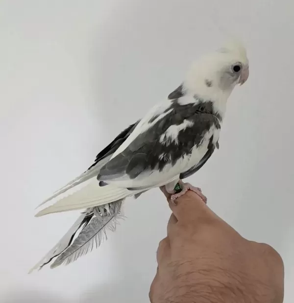 Konuşan White Face Sultan Papağanı Erkek