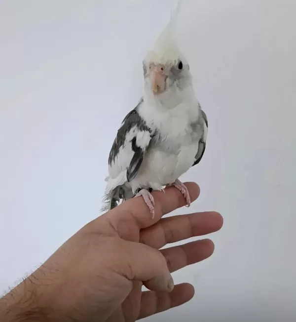 Konuşan White Face Sultan Papağanı Erkek