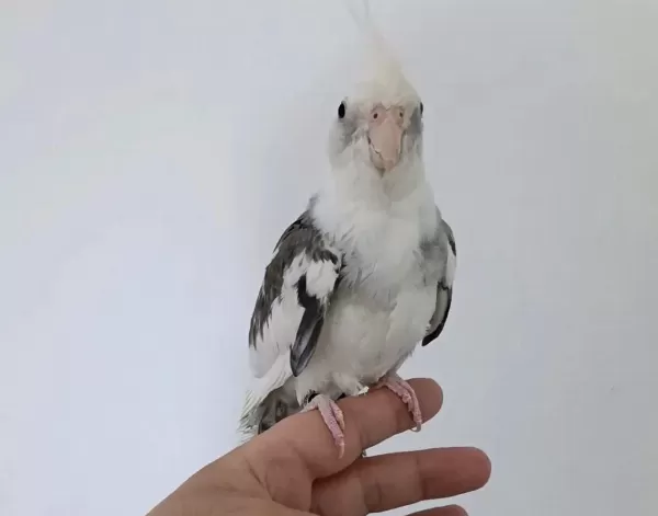 Konuşan White Face Sultan Papağanı Erkek