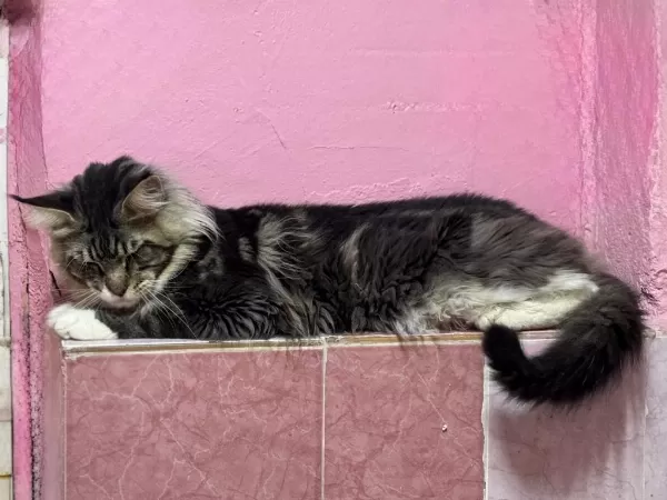 2 Yaş Erkek Maine Coon