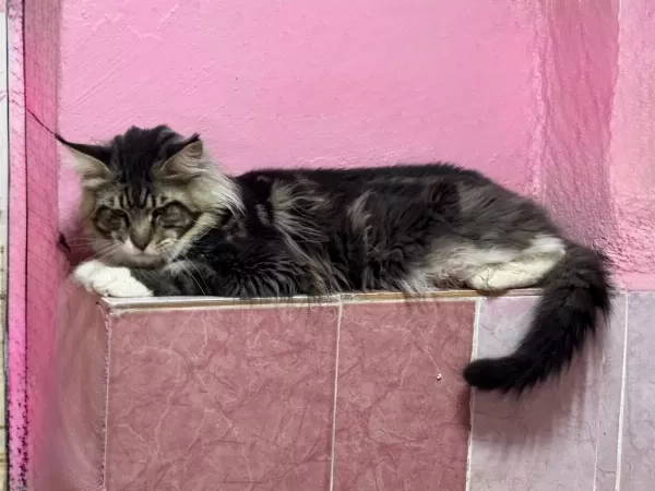 2 Yaş Erkek Maine Coon
