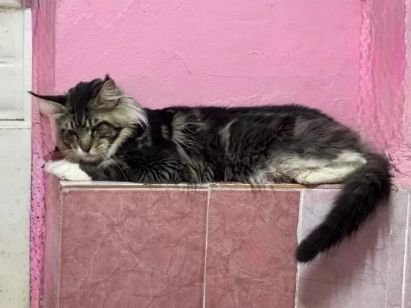 2 Yaş Erkek Maine Coon
