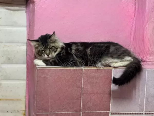 2 Yaş Erkek Maine Coon