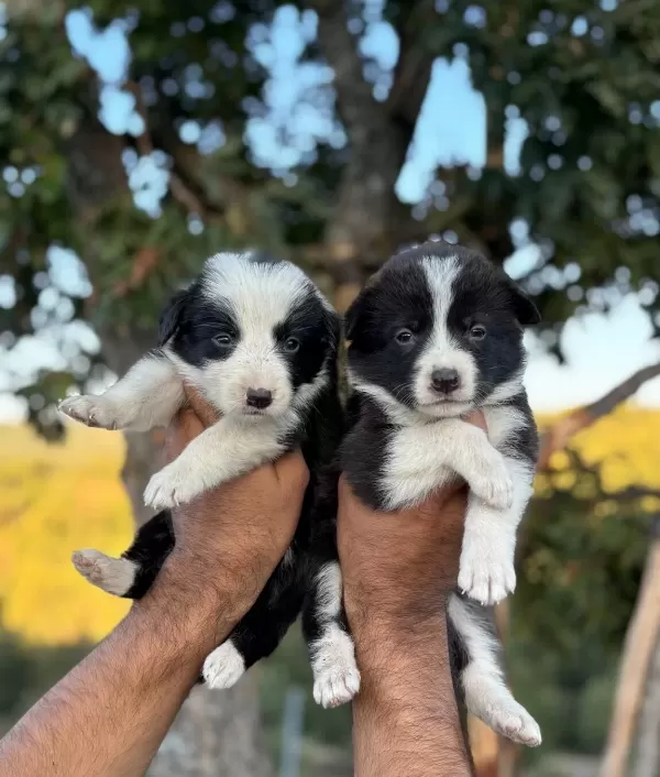 Zeka Küpü Border Collie Yavrularım Yeteneksizsiniz Max