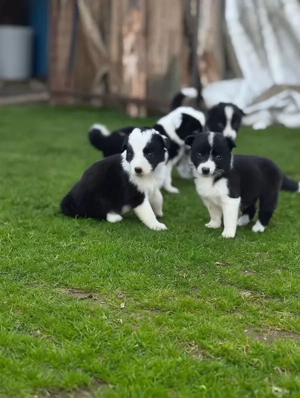 Zeka Küpü Border Collie Yavrularım Yeteneksizsiniz Max