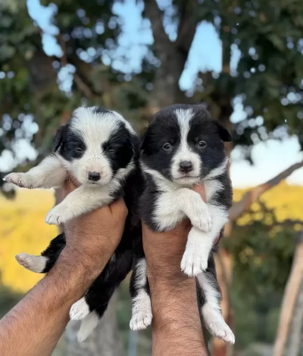 Zeka Küpü Border Collie Yavrularım Yeteneksizsiniz Max
