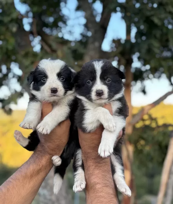 Zeka Küpü Border Collie Yavrularım Yeteneksizsiniz Max