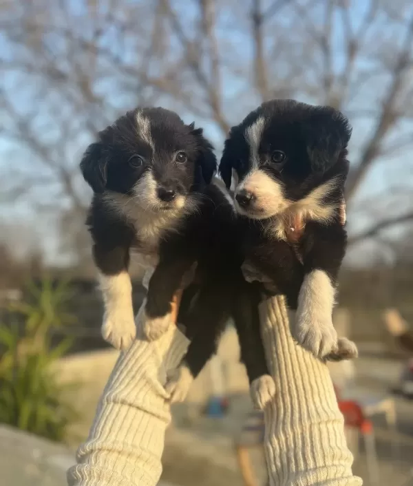 Dünyanın En Zeki Köpeği Border Collie Yavrularım