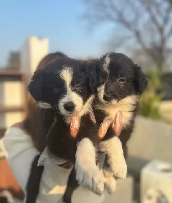Dünyanın En Zeki Köpeği Border Collie Yavrularım