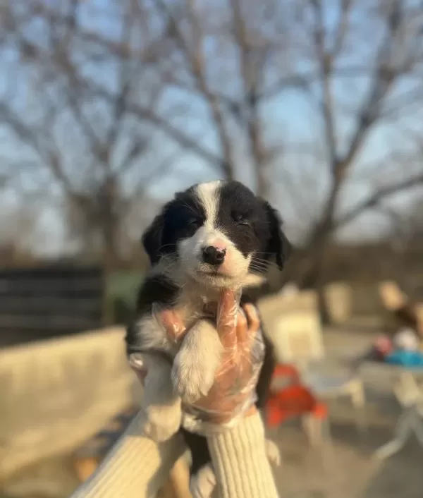 Dünyanın En Zeki Köpeği Border Collie Yavrularım