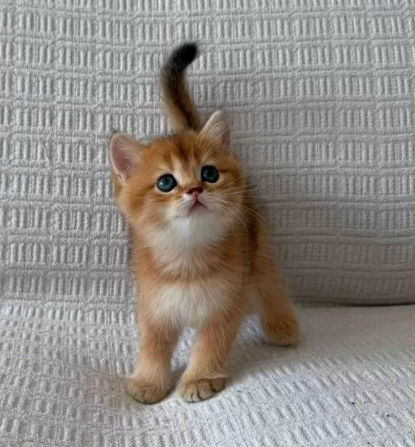 Çok Özel Ny12 Golden British Shorthair Yavrular