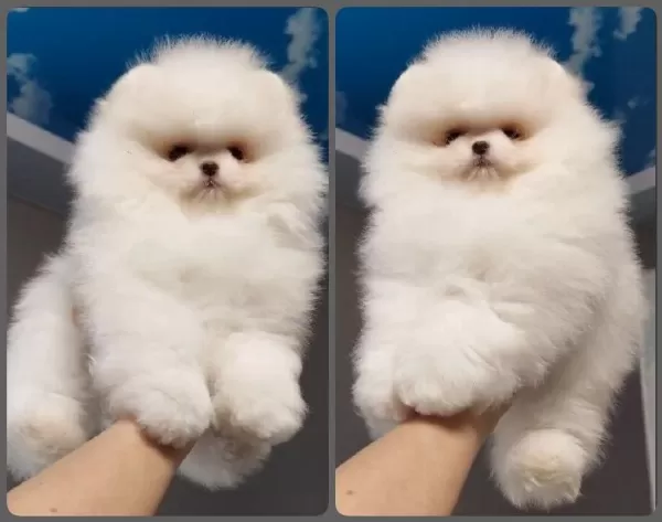 Ankarada Ziyarete Açık Pomeranian Yavrularımız