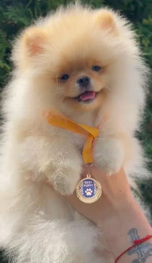 Ankarada Ziyarete Açık Pomeranian Yavrularımız