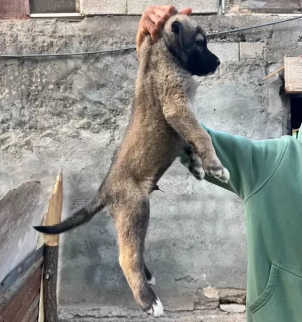 Sivas Kangal Yavrularımız Her Ile Ilçeye Gönderiyoruz