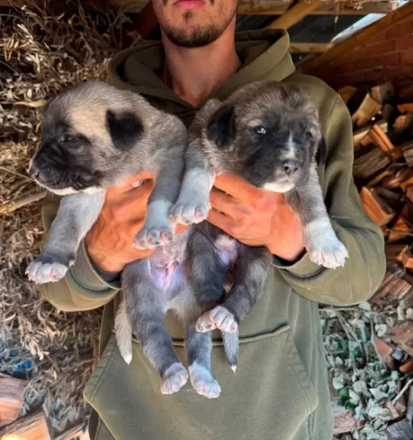 Sivas Kangal Yavrularımız Her Ile Ilçeye Gönderiyoruz