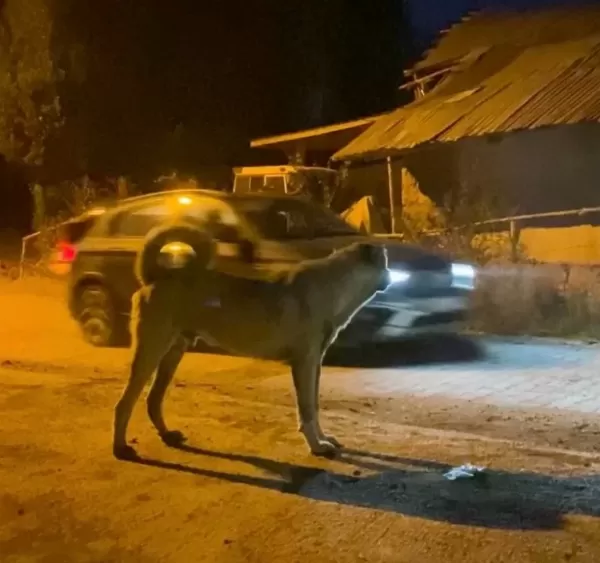 Sivas Kangal Yavrularımız Her Ile Ilçeye Gönderiyoruz